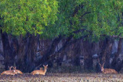 আপনার ঈদের ছুটিতে সুন্দরবন আসছেন ত?