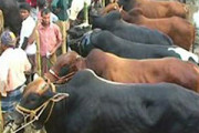 সিলেটে পশুরহাট নিয়ে উত্তেজনা