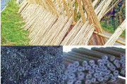 রপ্তানি হচ্ছে পাটখড়ির ছাই
