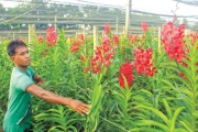 দেশেই অর্কিডের বাণিজ্যিক চাষ
