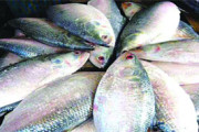 ১২ই অক্টোবর থেকে ২রা নভেম্বর ইলিশ ধরা নিষিদ্ধ