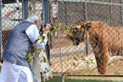 বাঘের মুখোমুখি মোদি!