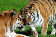 নতুন ঠিকানায় বাঘ আর বাঘিনী