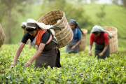 এবছর ৮০ মিলিয়ন কেজি চা উৎপাদন