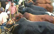 সিলেটে পশুরহাট নিয়ে উত্তেজনা