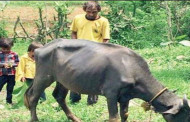 ভারতের ক্রিকেট অধিনায়ক এখন রাখাল!