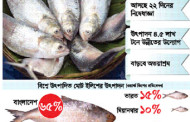 ফিরছে ইলিশের রাজত্ব