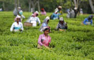 ‘চা শিল্পের উন্নয়নে ৯৬৭ কোটি টাকার প্রকল্প’