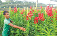 দেশেই অর্কিডের বাণিজ্যিক চাষ