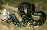 রামগড়ে ২০ কেজি ওজনের অজগর সাপ উদ্ধার