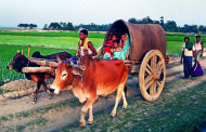 গ্রাম বাংলার ঐতিহ্য গরুর গাড়ির ব্যবহার বিলুপ্ত প্রায়