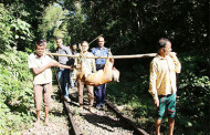 মারা পড়ছে লাউয়াছড়ার বন্যপ্রাণী